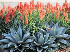 some very pretty flowers and plants by the water with orange flowers in the foreground