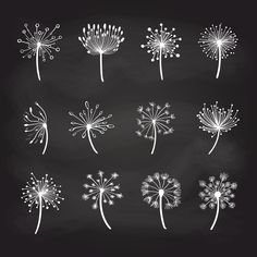 dandelions drawn in chalk on a blackboard with white ink, set of nine