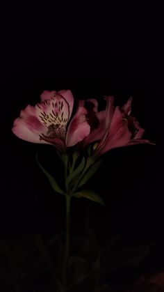 two pink flowers in the dark on a black background