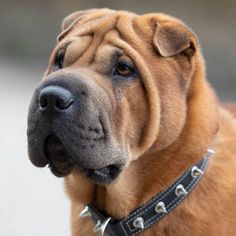 a close up of a dog wearing a collar