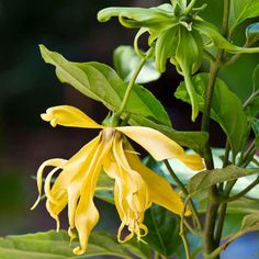 a yellow flower with green leaves in the background