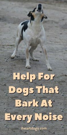 a black and white dog standing on top of a dirt field with the words help for dogs that bark at every noise