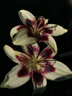 three white and red flowers with dark background