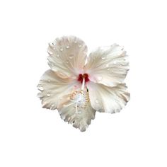 a white flower with drops of water on it's petals and the center is red