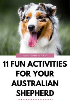 a collie dog with its tongue out and the words fun activities for your australian shepherd