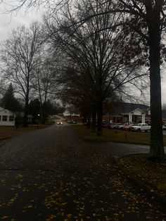 an empty street with trees and houses in the background on a gloomy winter day