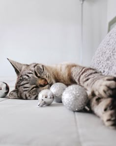 Cats 
Cat photo idea
Cats
Christmas Family Christmas Pictures With Cat, Pet Christmas Cards Photo Ideas, Christmas Card With Cat Photo Ideas, Cat Christmas Cards Photo Ideas, Christmas Cat Photoshoot, Cat Photoshoot Ideas, Pet Christmas Pictures