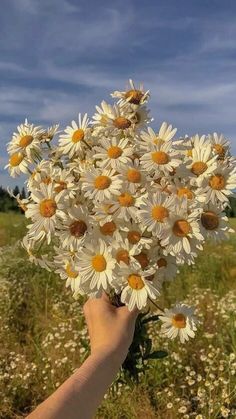 a hand holding up a bunch of daisies in a field on a sunny day