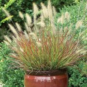 a large potted plant in the middle of a garden