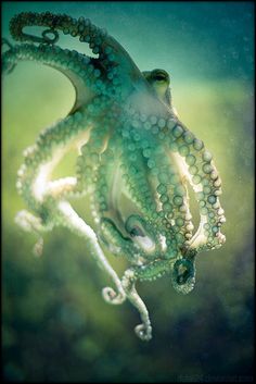 an octopus is hanging upside down in the water with it's tentacles stretched out