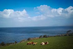 three cows laying down in a field by the ocean