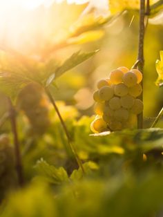 some grapes are growing on the vine