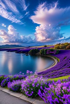 purple flowers are blooming along the edge of a body of water