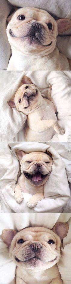 two pictures of a dog laying in bed with his head on the pillow, and then looking up at the camera