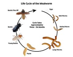 life cycle of the mealworms and other insects on a white background with text