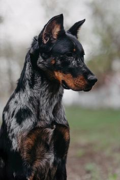 a black and brown dog sitting on top of a grass covered field