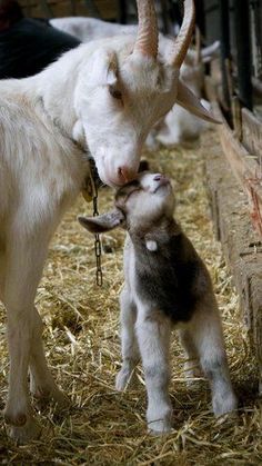 a baby goat nuzzles it's mother in the hay