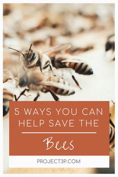 bees with text overlay that says 5 ways you can help save the bee's