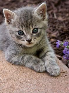 a small kitten with blue eyes laying on the ground next to purple flowers and dirt