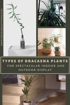 three types of dracaena plants for spectacular indoor and outdoor display