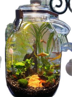 an aquarium with plants and rocks in it