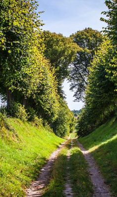 a dirt road surrounded by trees and grass