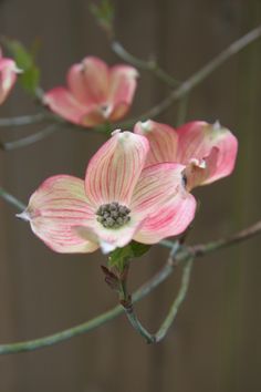 pink flowers are blooming on a branch in front of a wooden wall and fence