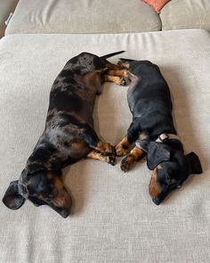 two black and brown dogs laying on top of a couch