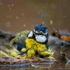 a small bird sitting on top of a wet ground