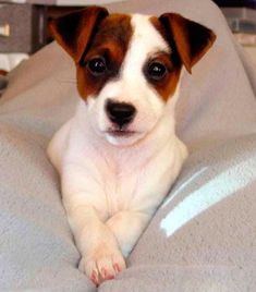 a brown and white dog laying on top of a bed