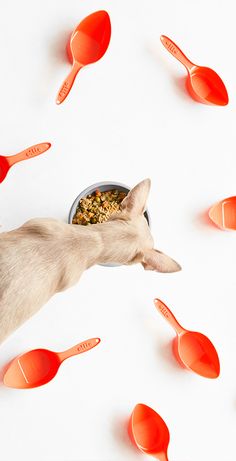 a cat eating out of a bowl next to spoons