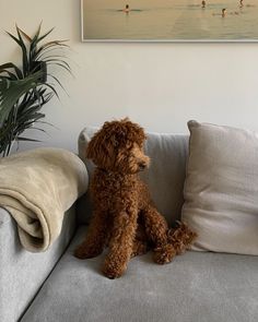 a brown poodle sitting on top of a couch next to a potted plant