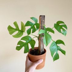 a hand holding a potted plant with green leaves