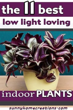 the 11 best low light loving indoor plants to grow in your home or office space