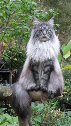 a long haired cat sitting on top of a tree branch in front of some bushes