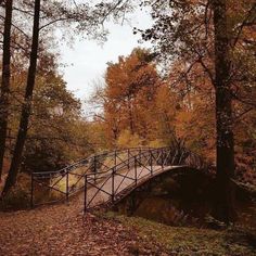 a bridge in the middle of a forest with lots of leaves on the ground and trees around it