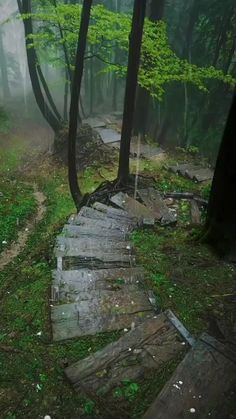 a wooden path in the middle of a forest on a foggy, rainy day