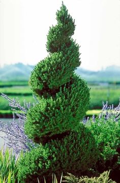 a very tall green tree sitting in the middle of a field next to some bushes