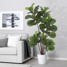 a white couch sitting next to a potted plant