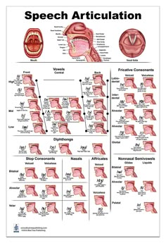 the speech articulation is shown in this diagram