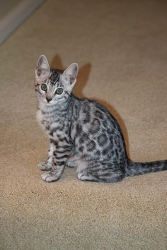 a small kitten sitting on the floor looking at the camera with an intense look to it's face