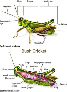 the anatomy of a grasshopper