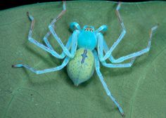 a blue and yellow bug sitting on top of a green leaf