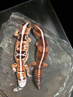 two brown and white geckos laying on top of a rock