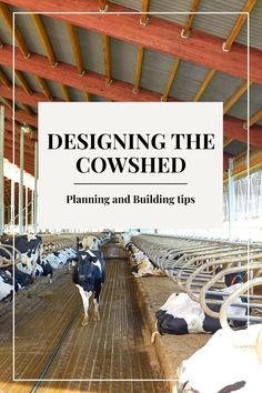 cows in the cowshed, cows in the stall Agriculture Business, Future Farms, Farm Cow, Shed Design