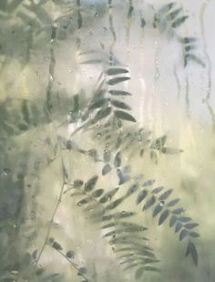 water droplets on the window pane with green leaves