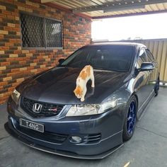 an orange and white cat standing on the hood of a gray car in front of a brick building