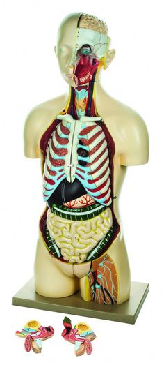 The detailed, life size 3D rendering of the human torso with its vibrantly colored anatomy is ideal for studying the structure and function of the organs of the human body. The model contains the following parts: Head - 1 Part Brain - 1 Part Eye - 1 Part Torso - 1 Part Lungs - 2 Parts Heart - 2 Parts Liver - 1 Part Sto Human Torso, Structure And Function, Lungs, 3d Rendering, Life Size, Anatomy, Brain, Human Body, Human