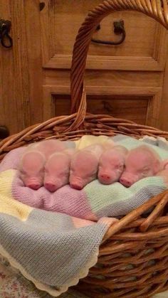 six newborn babies are in a basket on the floor