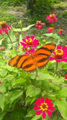 an orange and black butterfly sitting on top of pink flowers in a field with green leaves